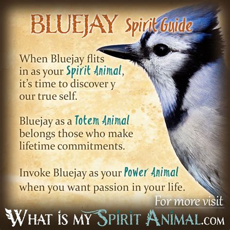 blue jay spiritual animal meaning